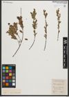 Foto von Salix myrtilloides L.